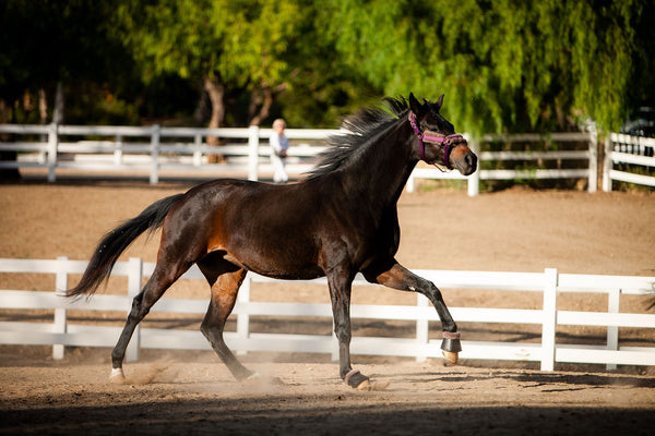 Royal Equestrian Fur Halter Purple Full