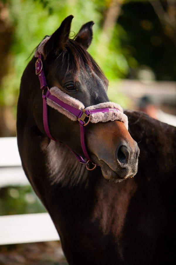 Royal Equestrian Fur Halter Purple Full